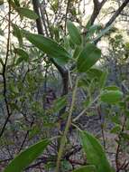 Sivun Arctostaphylos manzanita subsp. laevigata (Eastw.) Munz kuva