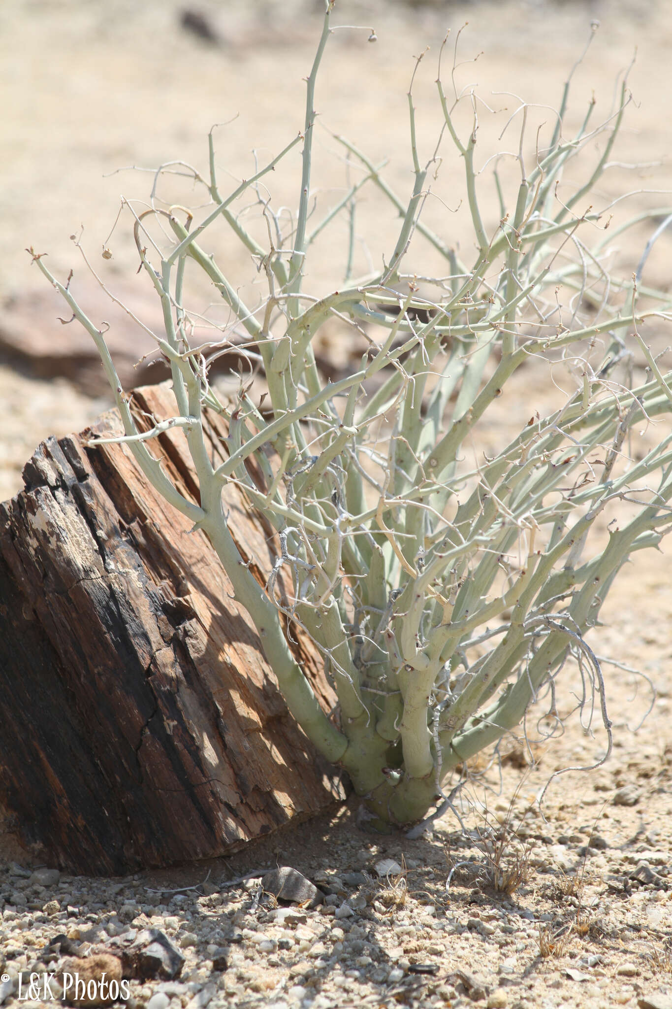 Imagem de Euphorbia gariepina subsp. gariepina