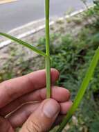 Image of western umbrella-sedge