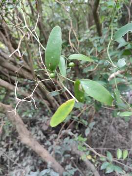 Image of Smilax campestris Griseb.