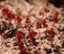 Crassula umbellata Thunb. resmi