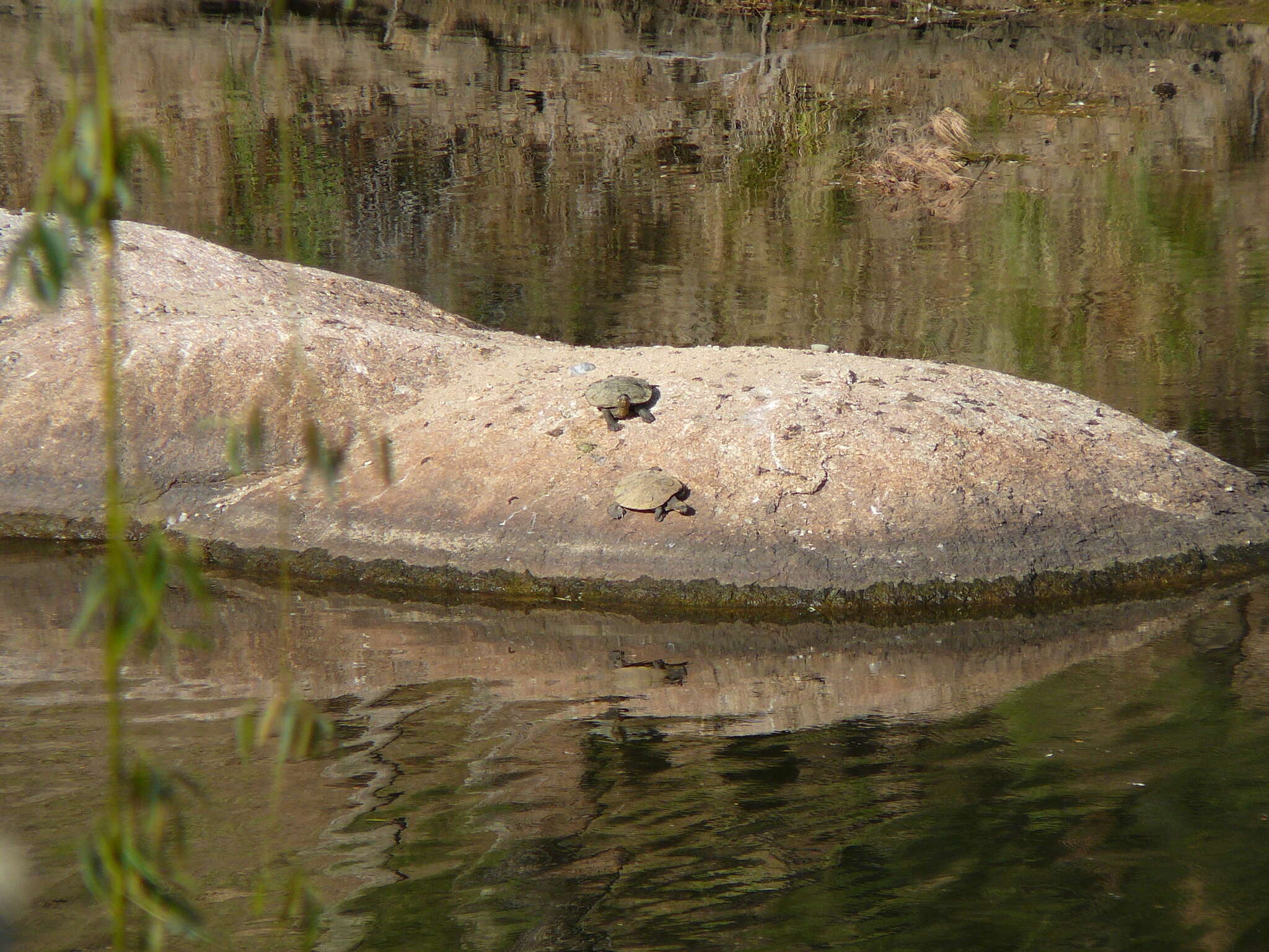 Image of Western Sawshelled Turtle