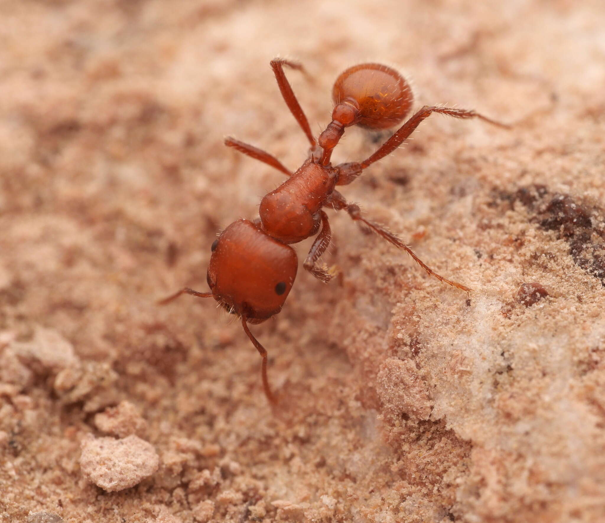 Image of Pogonomyrmex tenuispinus Forel 1914