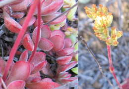 Image of Crassula atropurpurea var. muirii (Schönl.) G. D. Rowley