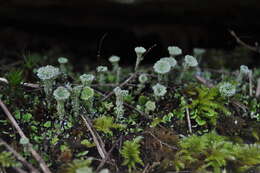 Image of cup lichen