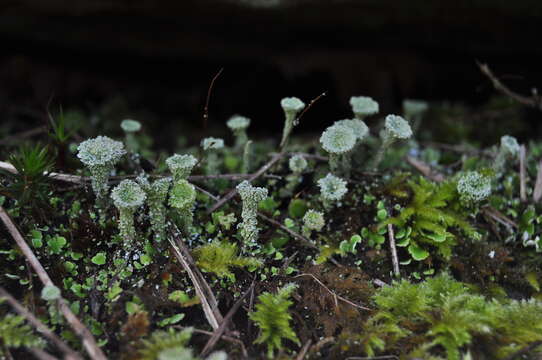 Image of cup lichen