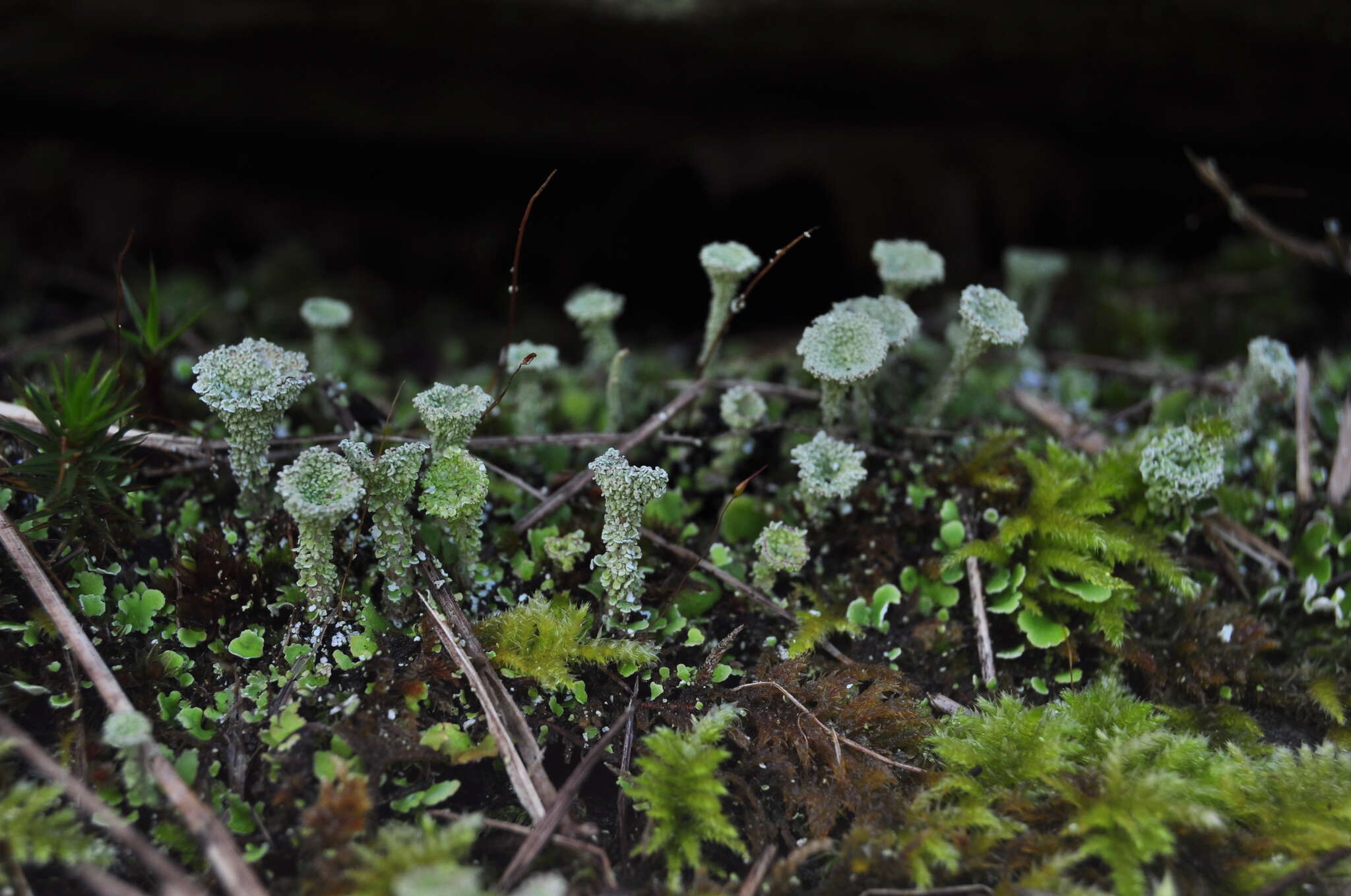 Image of cup lichen