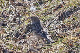 Image of Plain Mountain Finch