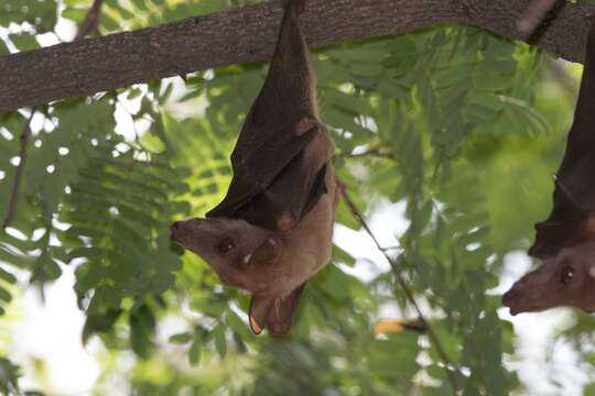 Image of Gambian Epauletted Fruit Bat