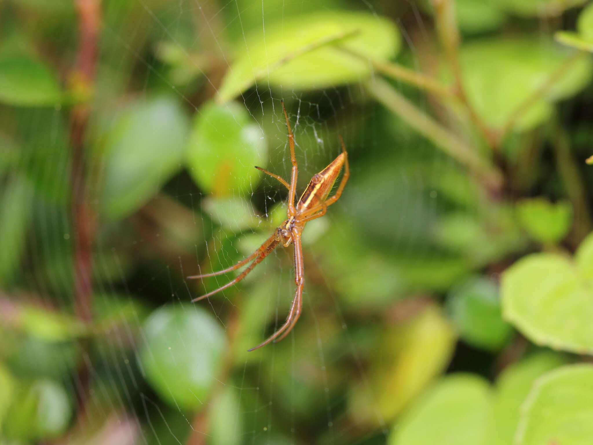 Image of Argiope protensa L. Koch 1872