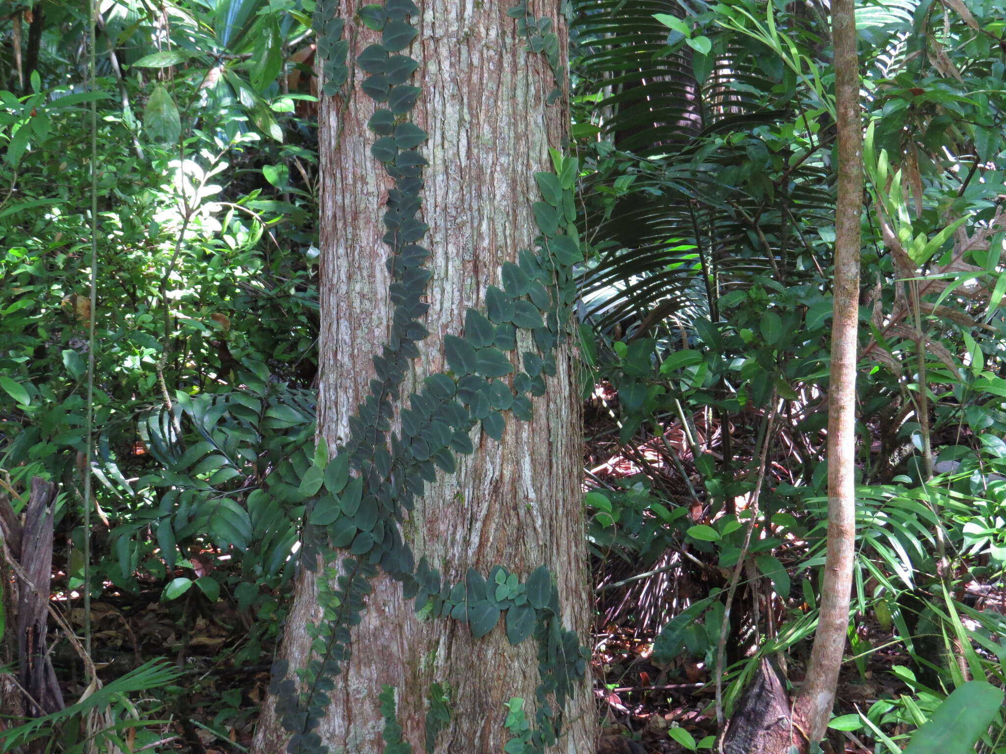 Image of Rhaphidophora hayi P. C. Boyce & Bogner