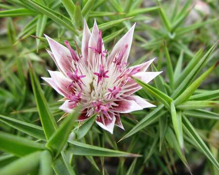 Image of Macledium relhanioides (Less.) S. Ortiz