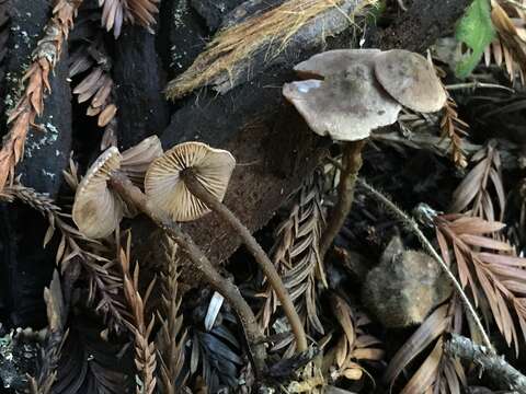 Image of Pseudobaeospora stevensii Desjardin 2004