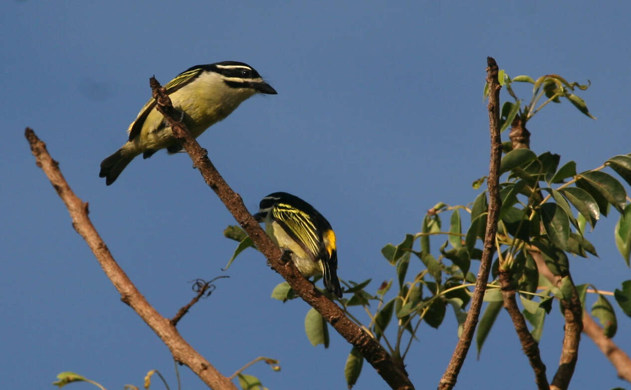 Image of Yellow-rumped Tinkerbird