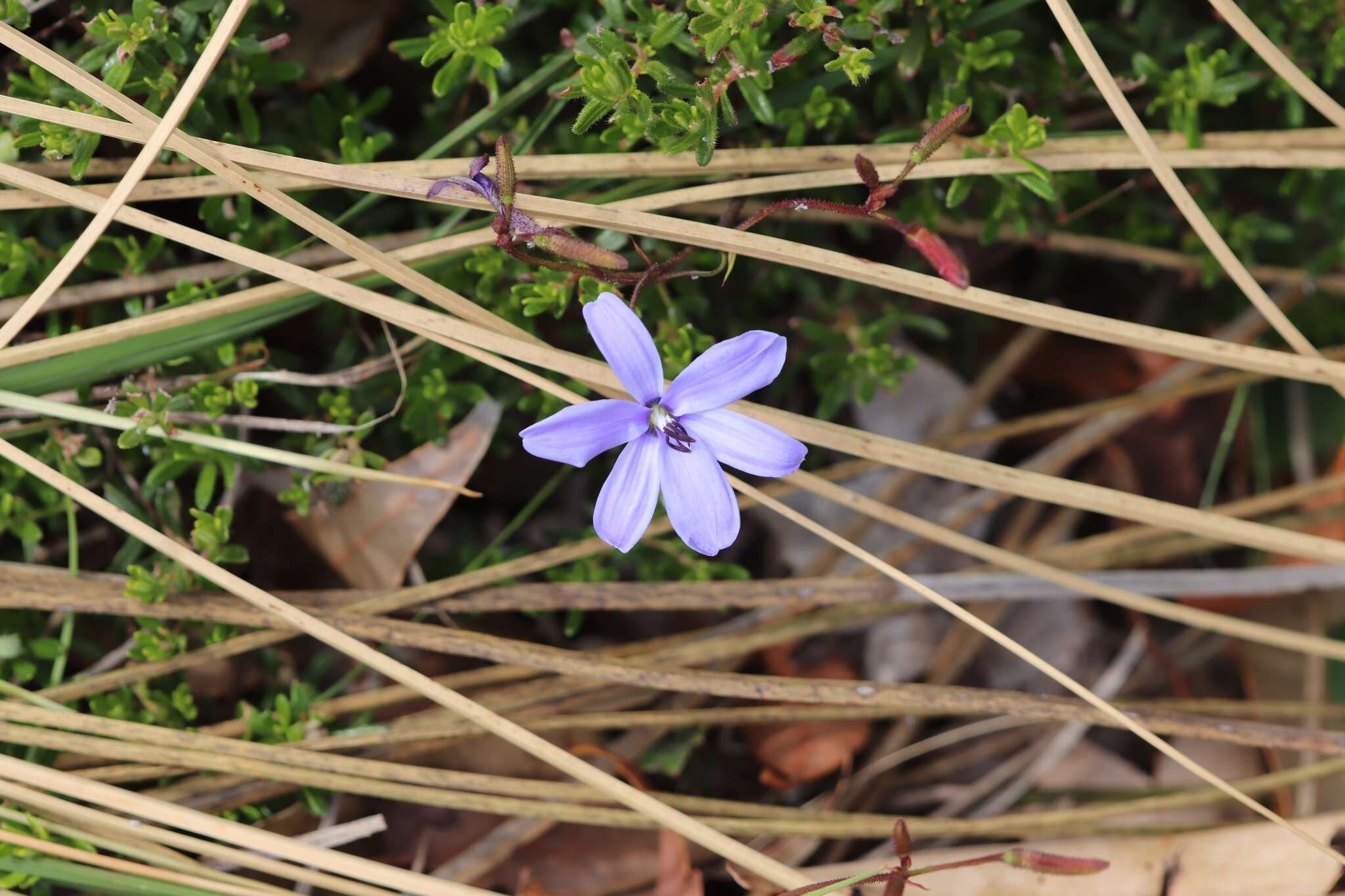 Image of Agrostocrinum hirsutum (Lindl.) Keighery