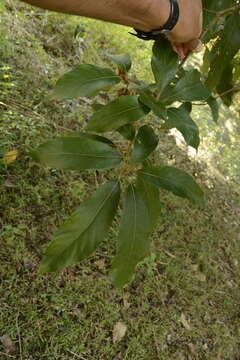 Image of Actinodaphne quinqueflora (Dennst.) M. R. Almeida & S. M. Almeida