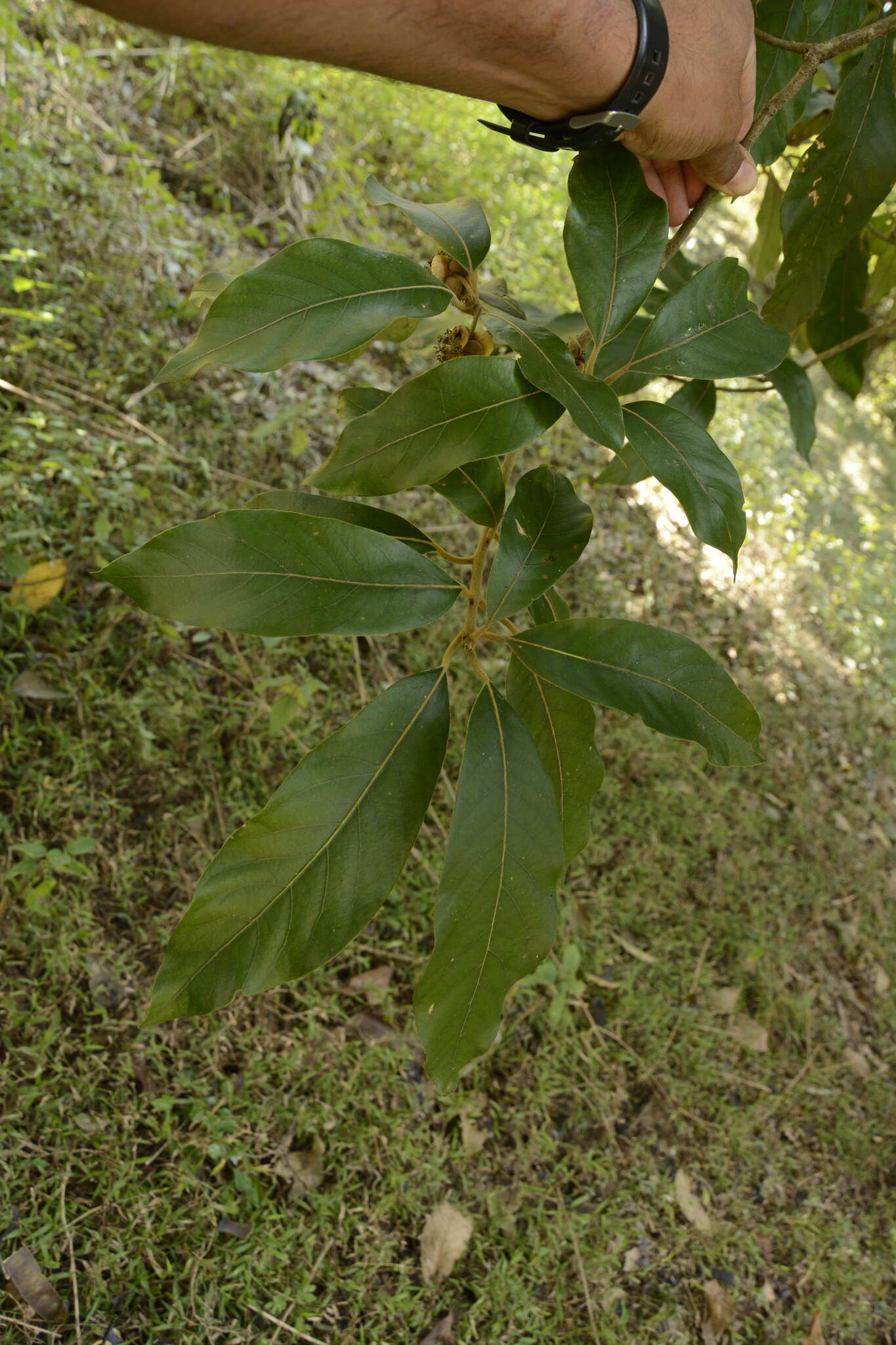 Image de Actinodaphne quinqueflora (Dennst.) M. R. Almeida & S. M. Almeida