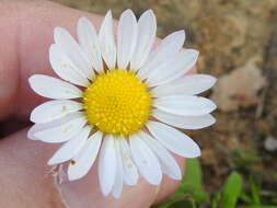 Image of entireleaf western daisy