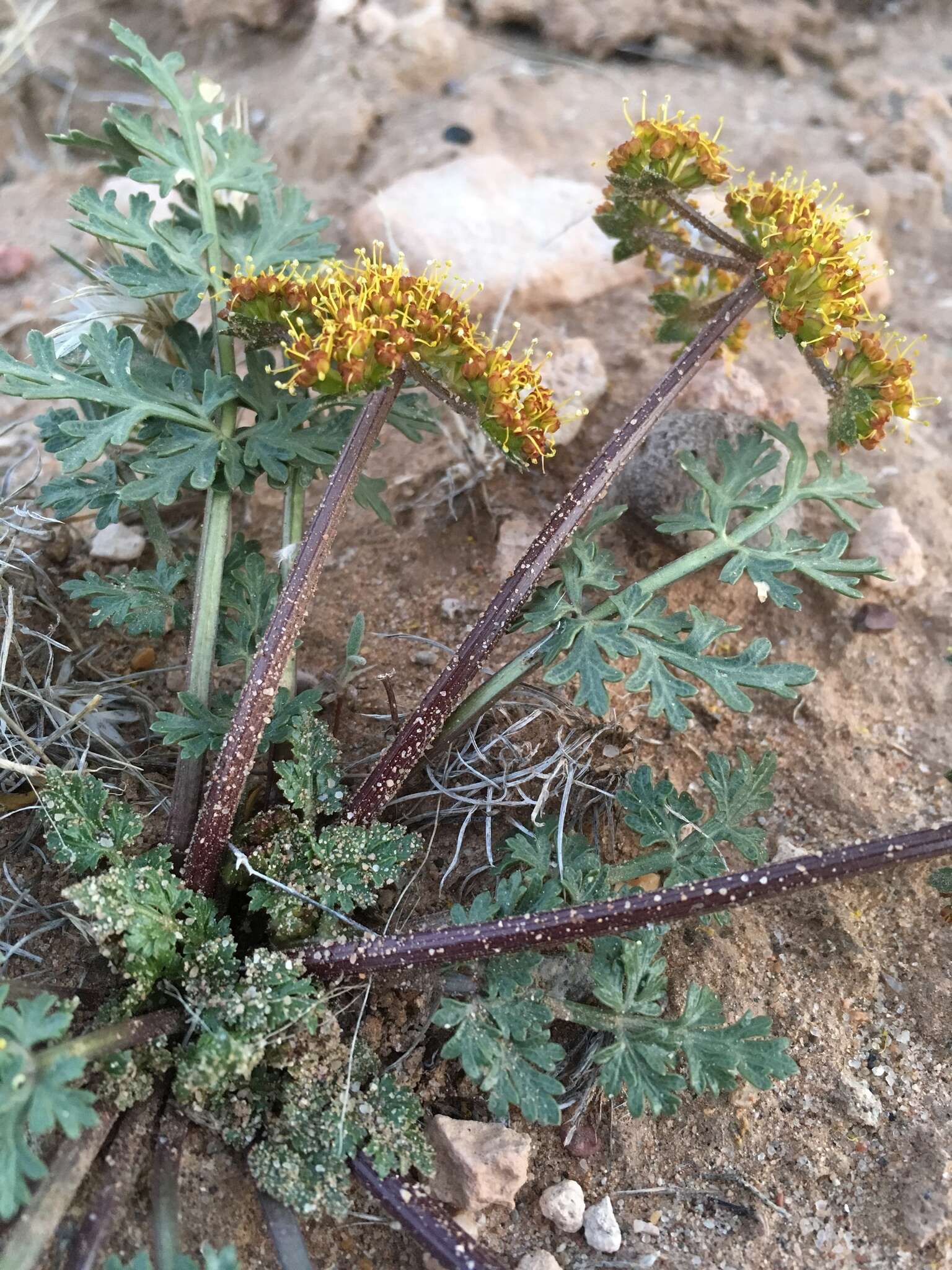 Cymopterus glomeratus DC.的圖片