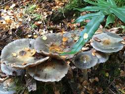 Image of Cortinarius metallicus (Bougher, Fuhrer & E. Horak) Peintner, E. Horak, M. M. Moser & Vilgalys 2002