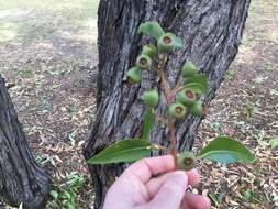 Image of Eucalyptus marginata subsp. marginata