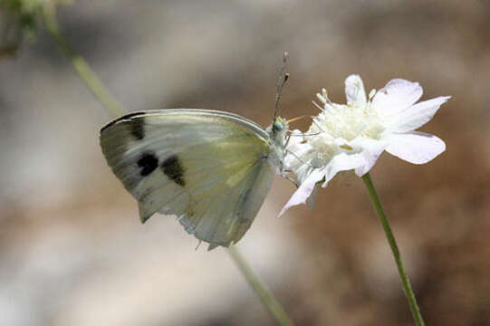 Imagem de Pieris krueperi Staudinger 1860