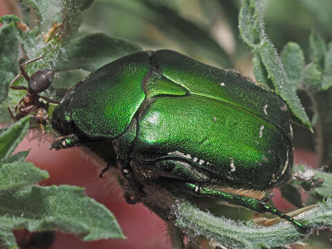 Image of Protaetia (Philhelena) ungarica (Herbst 1790)