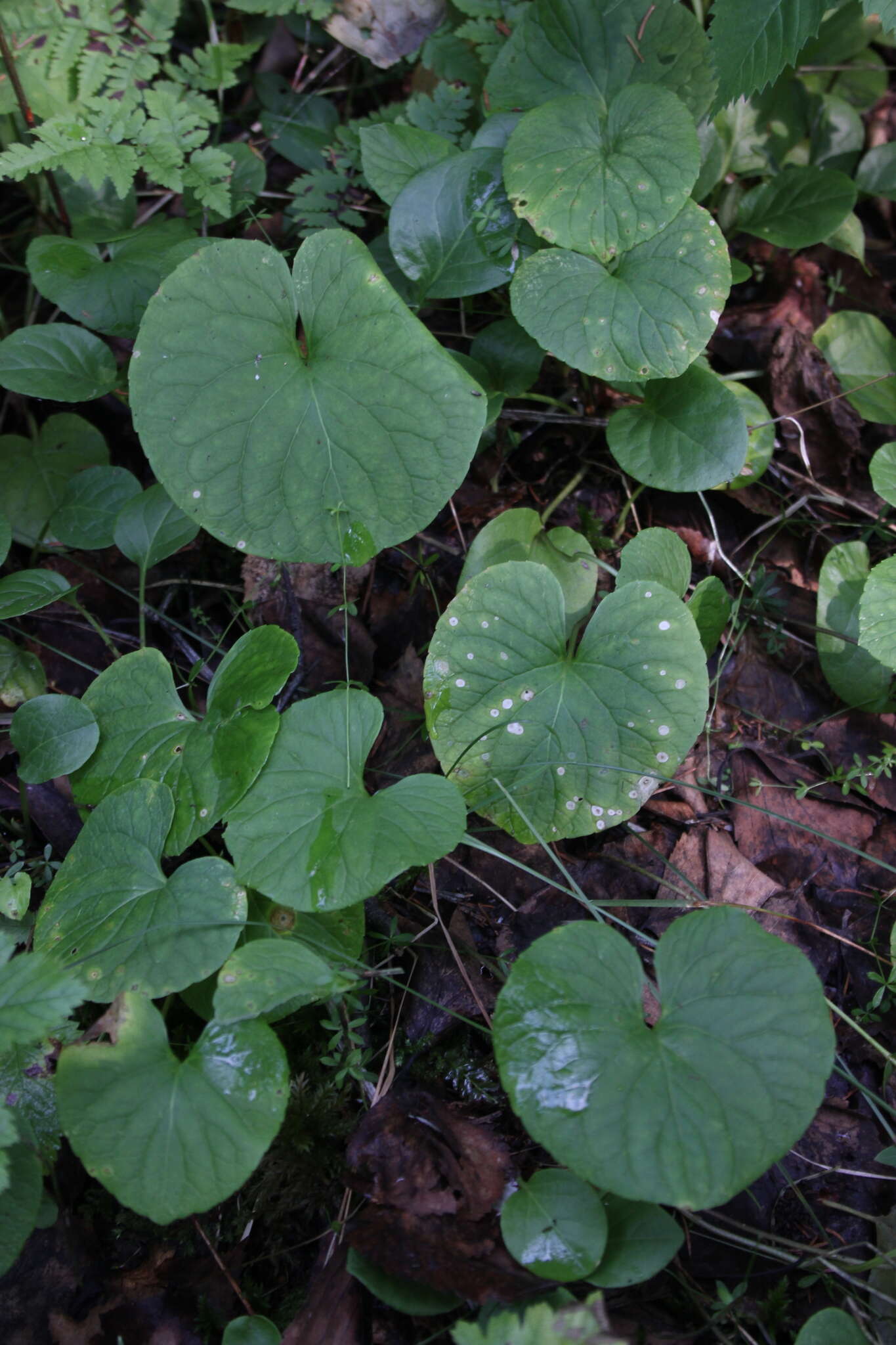 Image of dwarf marsh violet