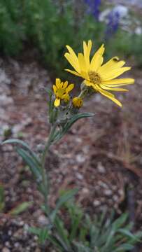 صورة Packera loratifolia (Greenm.) W. A. Weber & Á. Löve