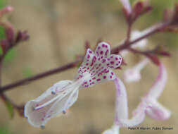 Слика од Aeollanthus parvifolius Benth.