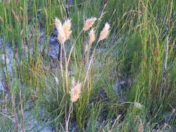 Imagem de Geochloa rufa (Nees) N. P. Barker & H. P. Linder