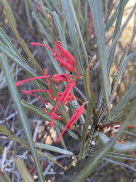 Imagem de Grevillea extorris S. Moore