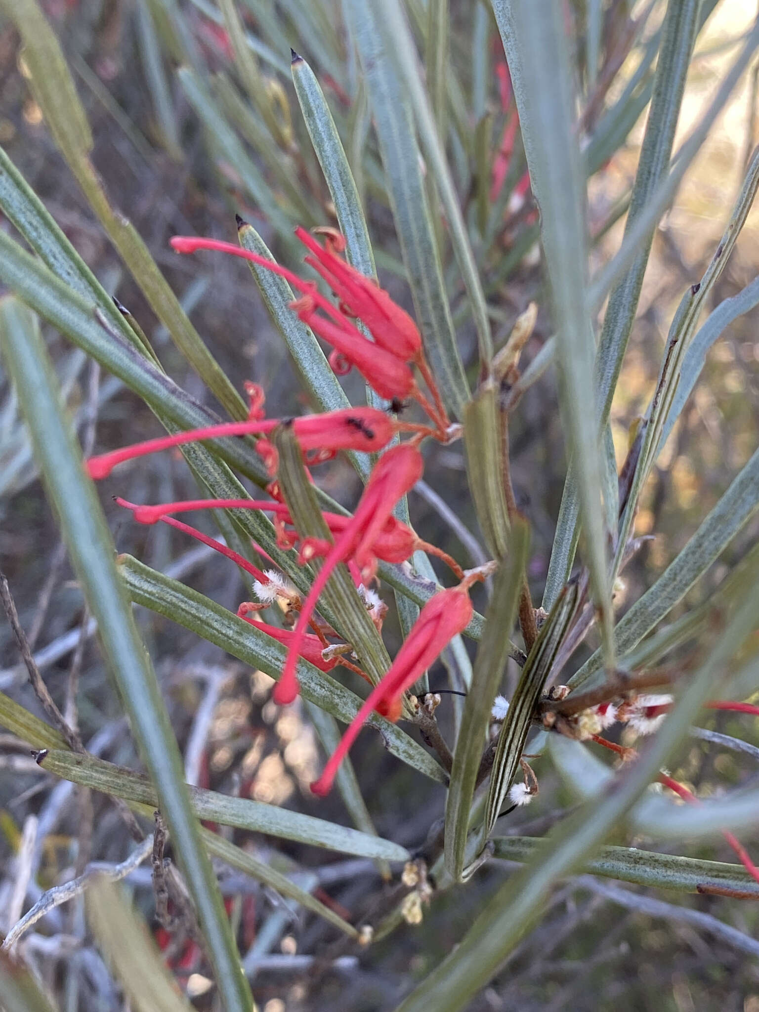 Image of Grevillea extorris S. Moore