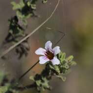 Imagem de Strobilanthopsis