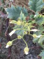 Image of broad-leaf gilia