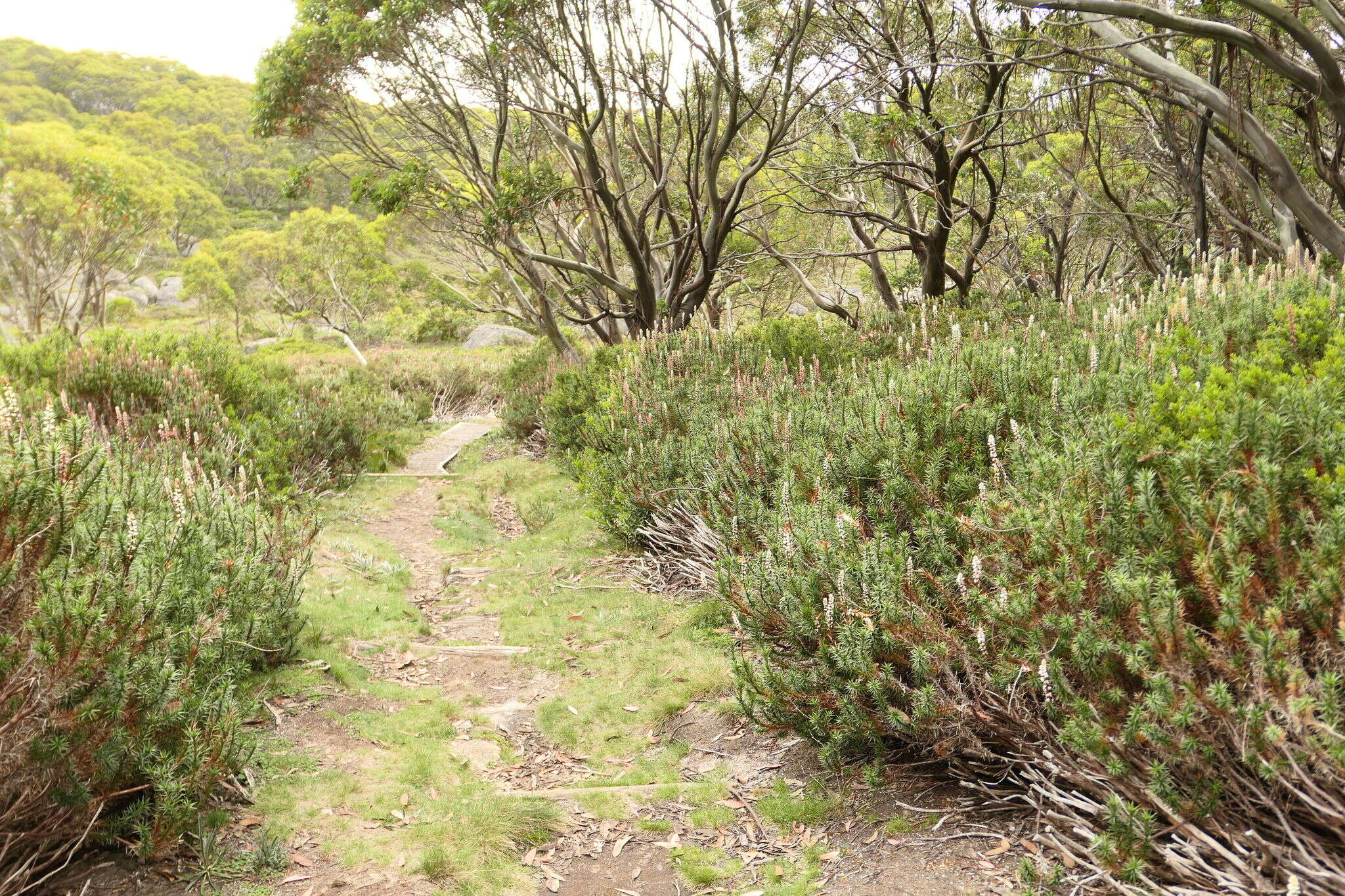 Image of candle heath