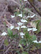 Rhinacanthus zambesiacus I. Darbysh. resmi