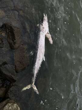 Image of King Mackerel