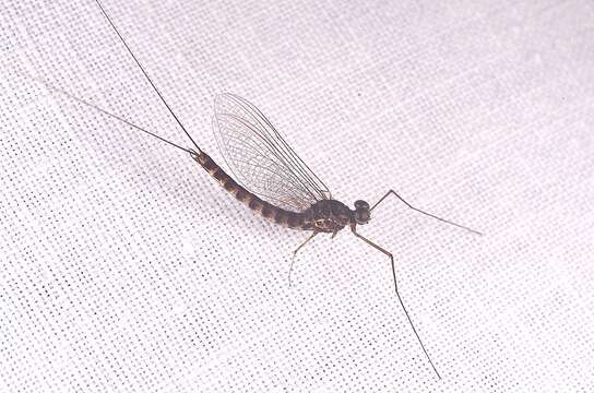 Image of primitive minnow mayflies