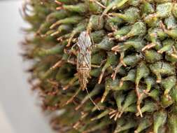 Image of sycamore seed bug