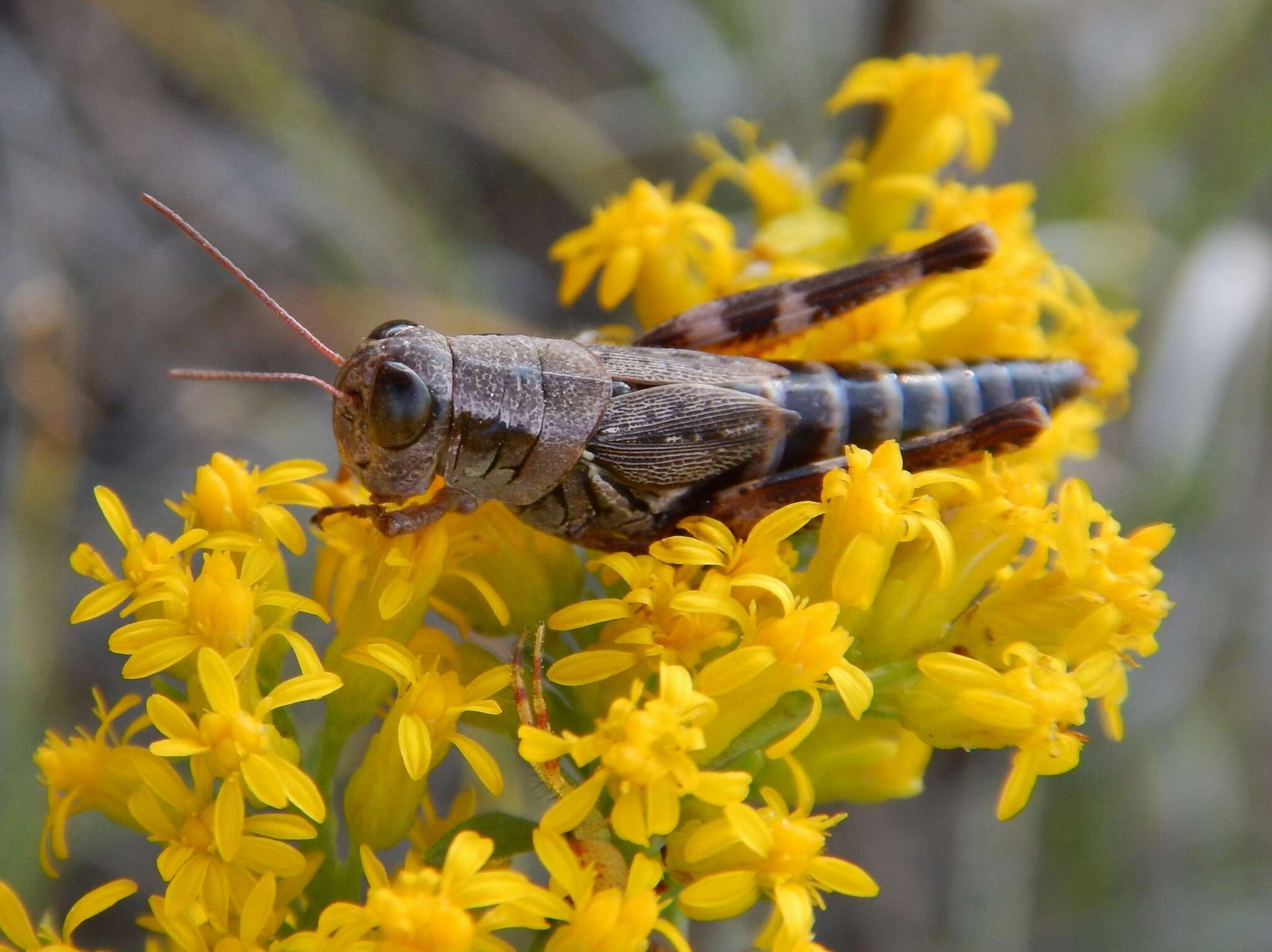 Слика од Melanoplus dawsoni (Scudder & S. H. 1875)