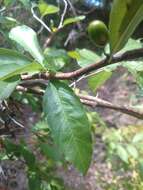 Image of buckthorn bully