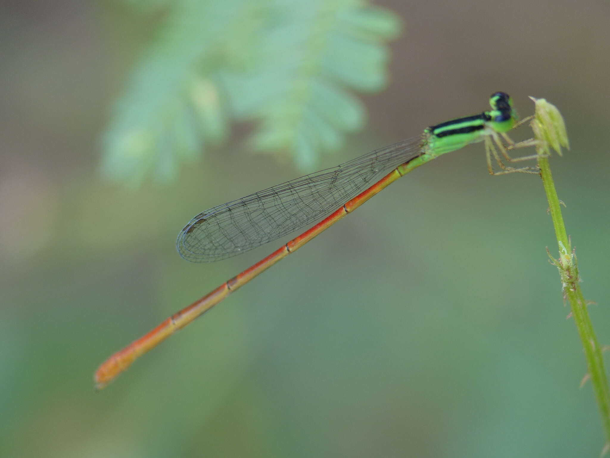Image of Leptobasis vacillans Hagen ex Selys 1877