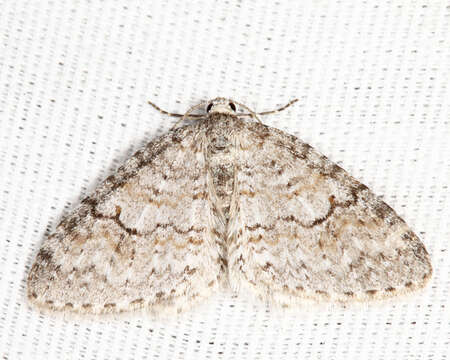 Image of Brown-shaded Carpet