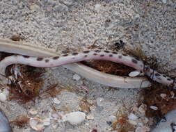 Image of Spotted Spoon-nose Eel