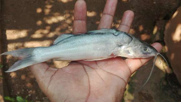 Pimelodus blochii Valenciennes 1840 resmi