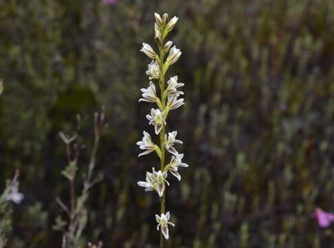 Image of Prasophyllum plumiforme Fitzg.