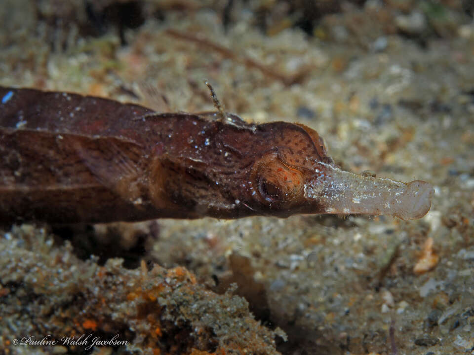 Image of White-nose Pipefish