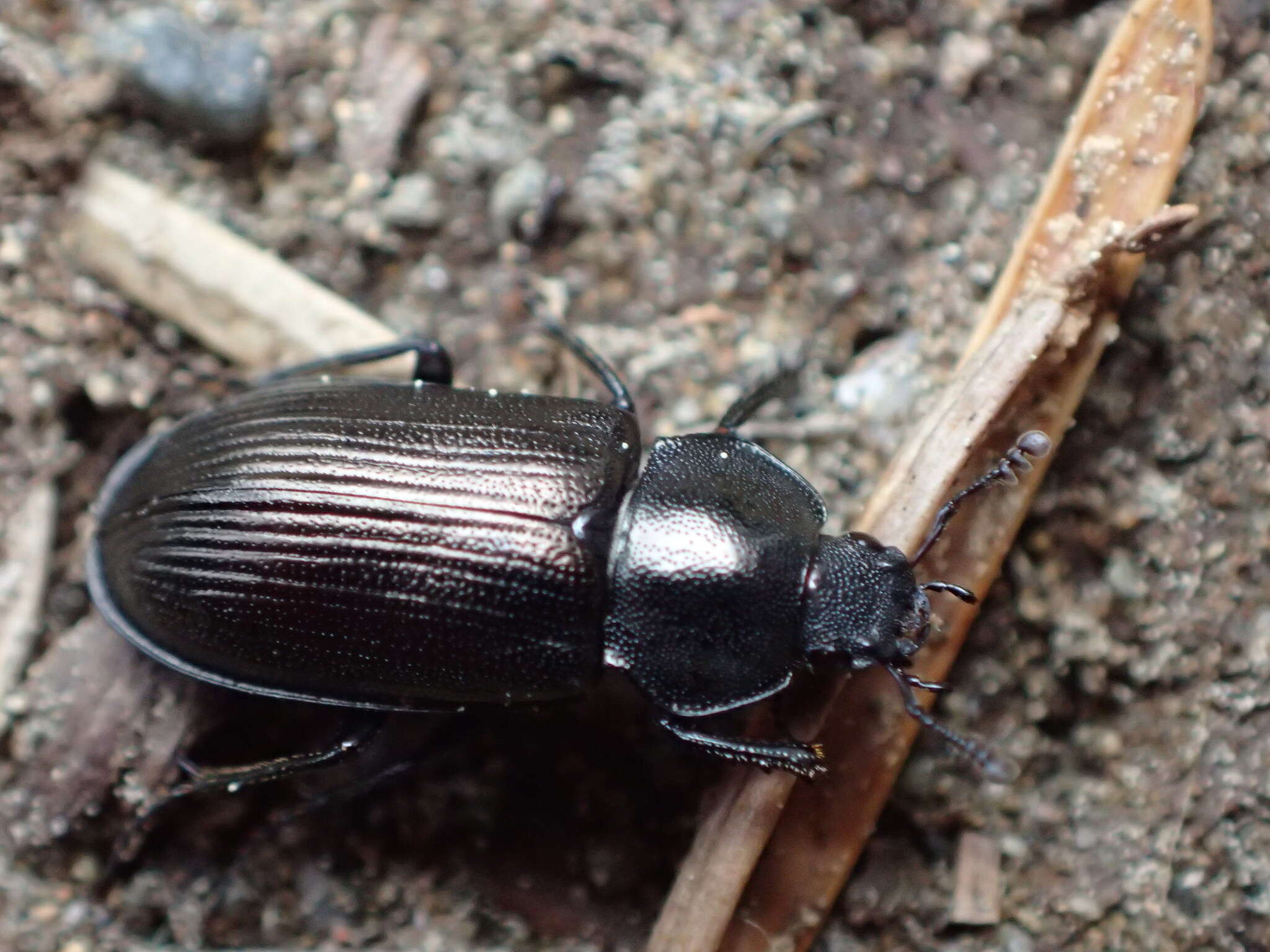 Image of Platyceroides pampinatus Paulsen 2017