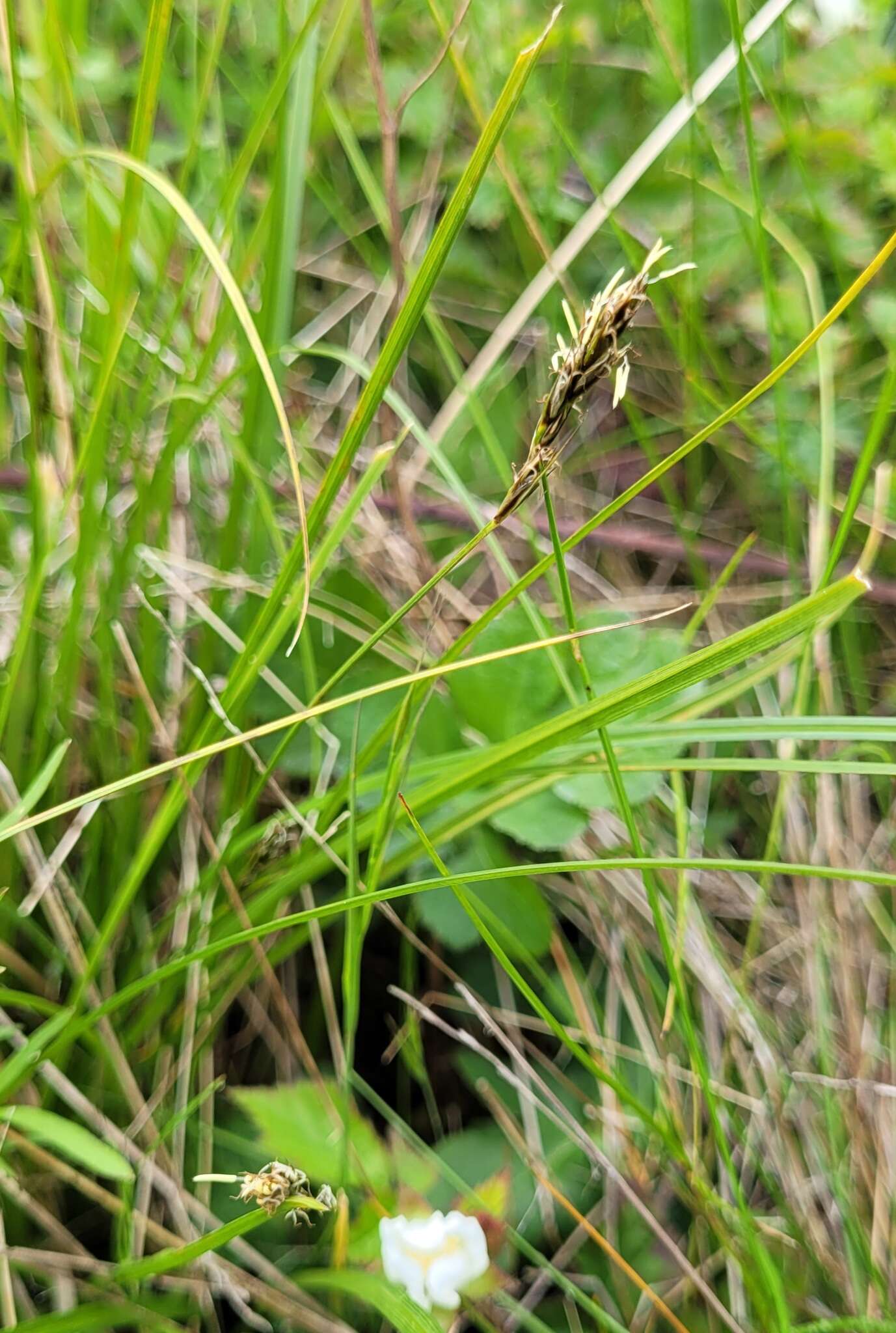 Carex tumulicola Mack. resmi